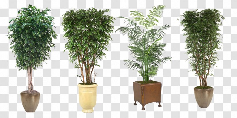 Tree Flowerpot Houseplant - Green Potted Plant Evergreen Trees Class Transparent PNG