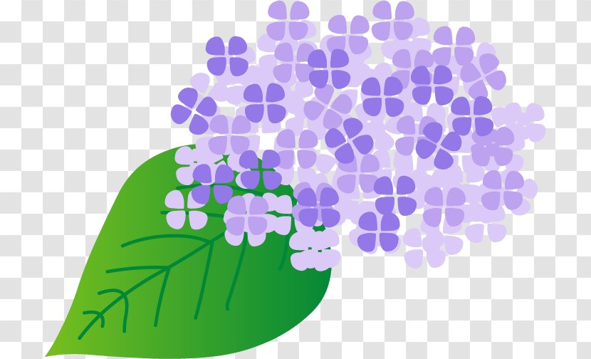 あじさいの里 French Hydrangea East Asian Rainy Season Kobe - Violet - Plant Transparent PNG