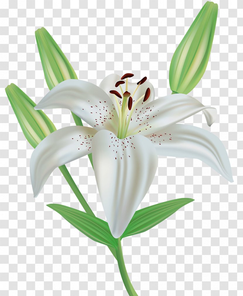 Easter Lily Flower Lilium Candidum Royalty-free Clip Art - Yellow - A Transparent PNG