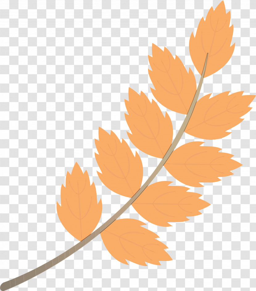 Maple Leaf Transparent PNG