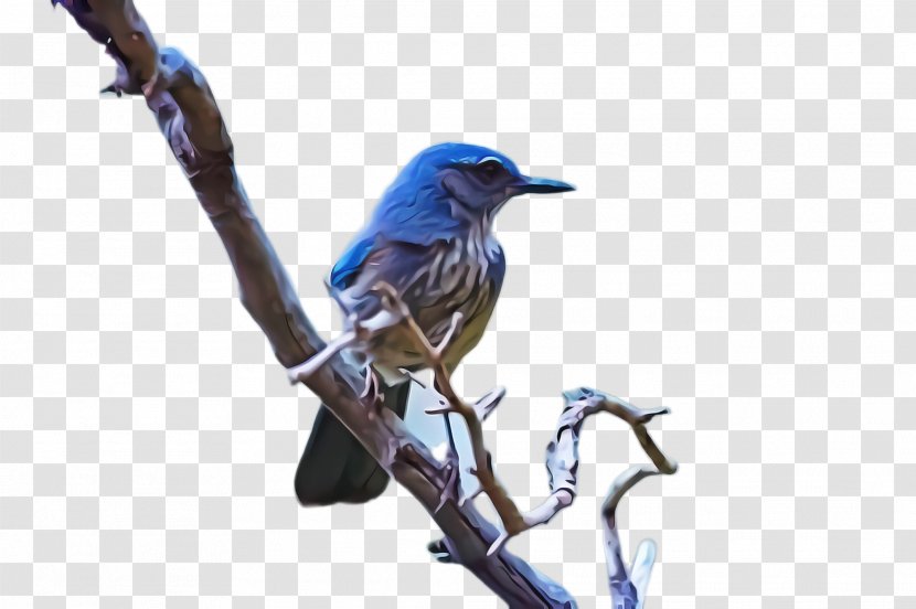 Bird Eastern Bluebird Beak Mountain - Branch - Songbird Perching Transparent PNG
