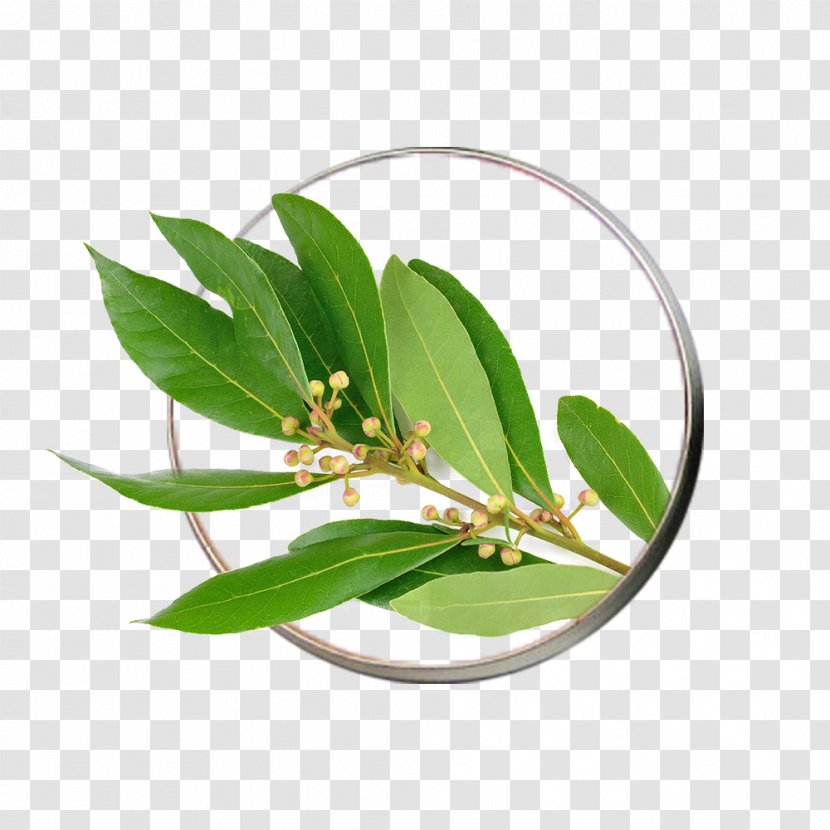 Bay Leaf Laurel Cinnamomum Tamala Herb Ravensara Aromatica - Food Transparent PNG