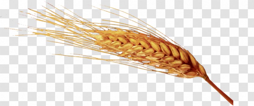 Emmer Ear Common Wheat Cereal Germ - Food Grain - Spighe Di Grano Transparent PNG
