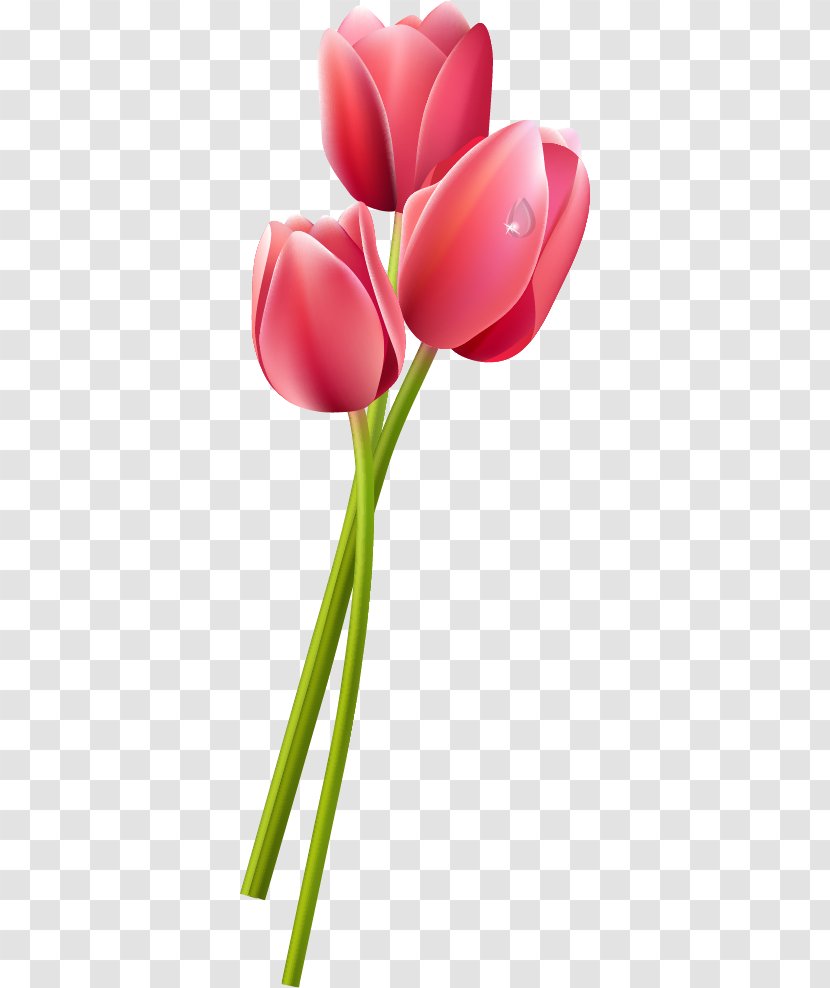 Tulip Clip Art - Seed Plant Transparent PNG