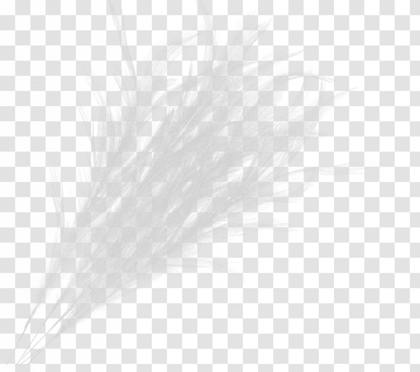 Feather White - Quill Transparent PNG