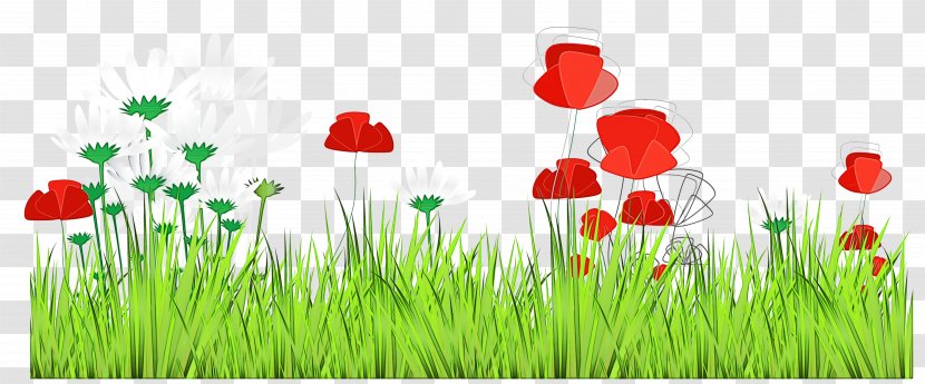 Grass Meadow Natural Landscape Coquelicot Plant - Flower Poppy Transparent PNG