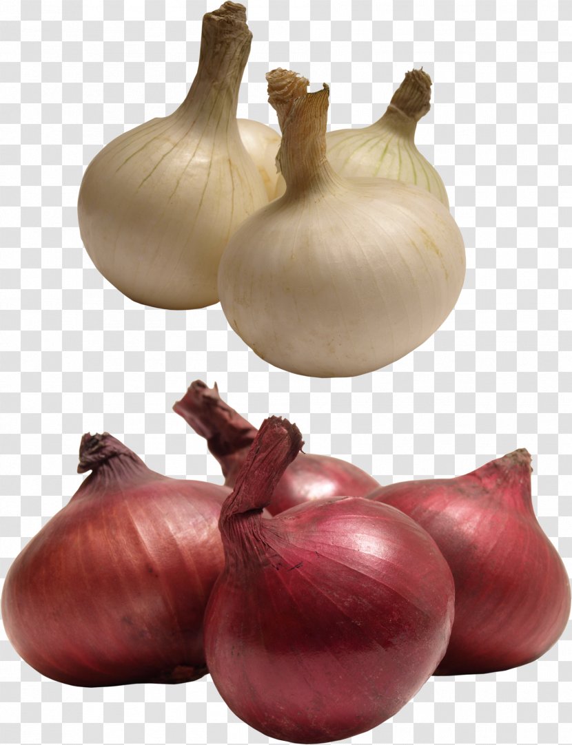 Red Onion Yellow Shallot Garlic Transparent PNG