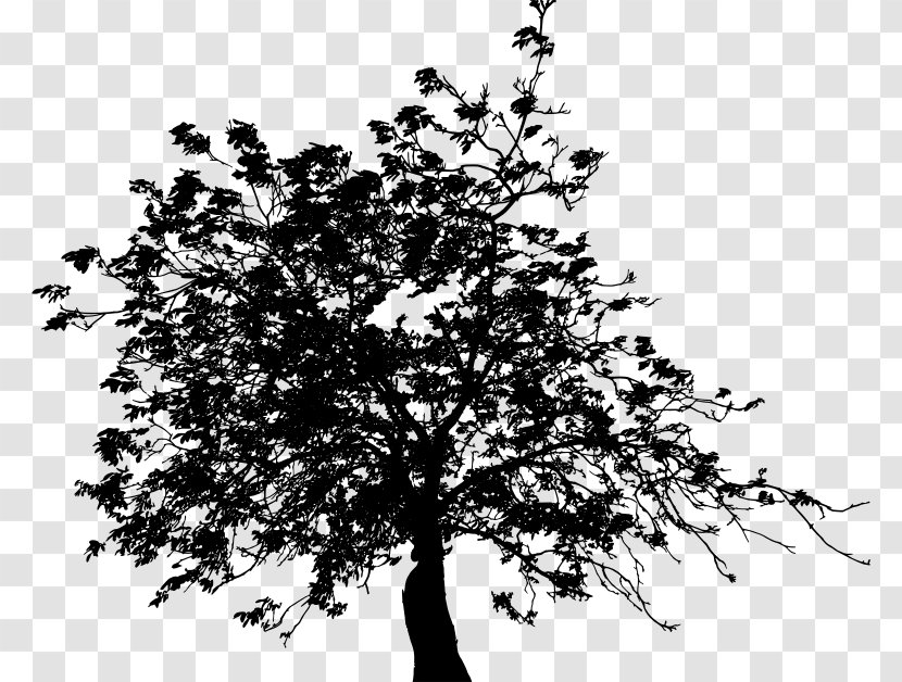 Twig Black And White Clip Art - Drawing - Tree Transparent PNG