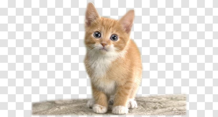 Somali Cat Kitten CatScat Dog Felidae - Fur Transparent PNG