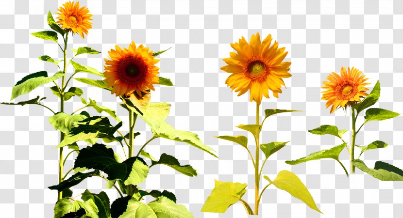 Four Cut Sunflowers Common Sunflower Two Clip Art - Chrysanthemum - Yellow Decoration Pattern Transparent PNG