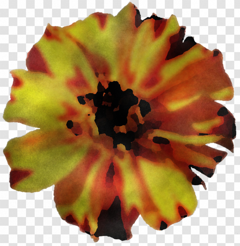 Petal Close-up Transparent PNG