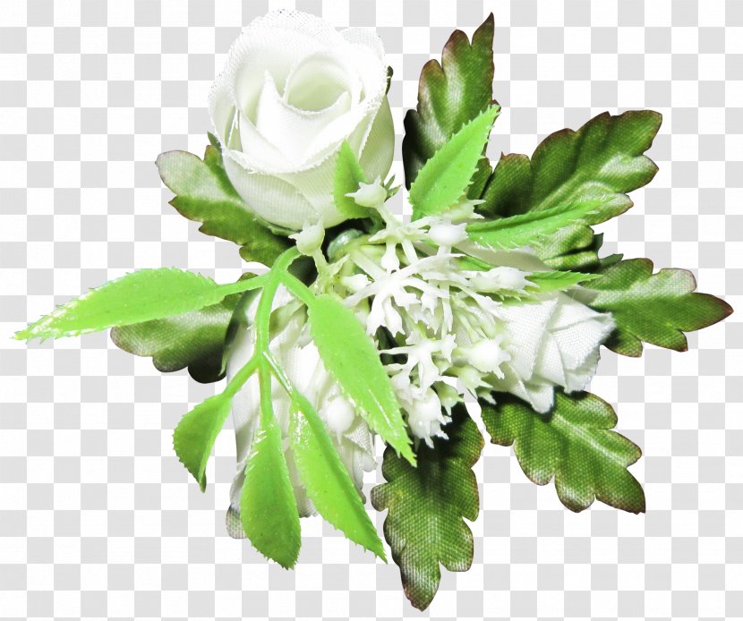 Beach Rose - Plant - White Roses Transparent PNG