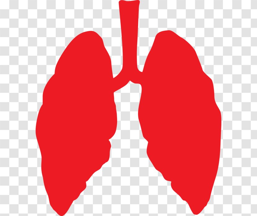 Lung Cancer Chronic Obstructive Pulmonary Disease Respiratory System Bronchitis - Heart - Lungs Red Transparent PNG