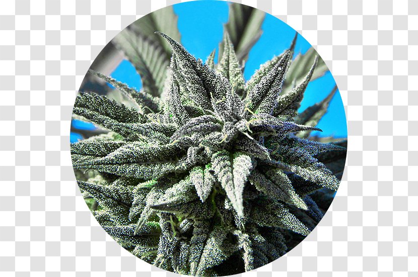 Seed Bank Cannabis Sativa Autoflowering - Hemp - Seeds Transparent PNG