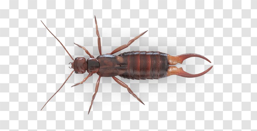 Insect Ant Ringlegged Earwig Mosquito - Baygon Transparent PNG