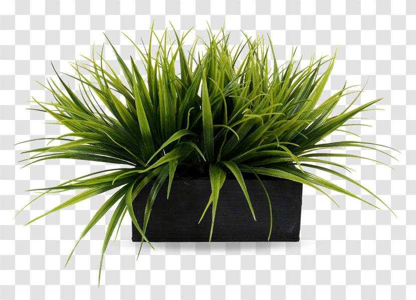 Plant Fescues Flowerpot Flower Box - Grass Family - Greenery Transparent PNG