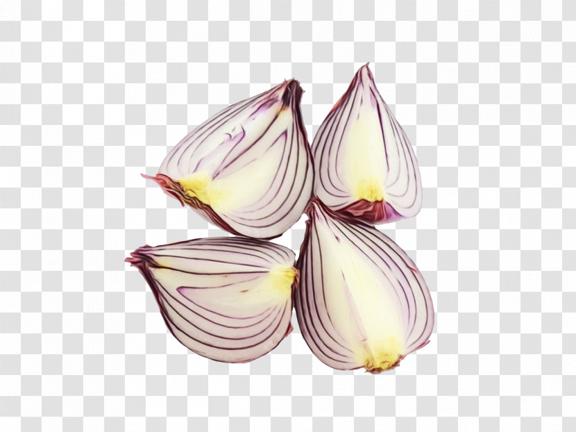 Flower Lilac M Petal Onion Transparent PNG