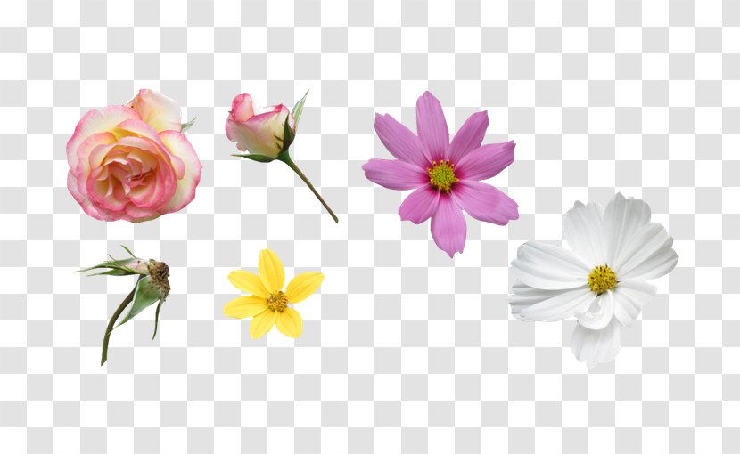 Petal Flower - Flora - Gesang Rose Collection Transparent PNG