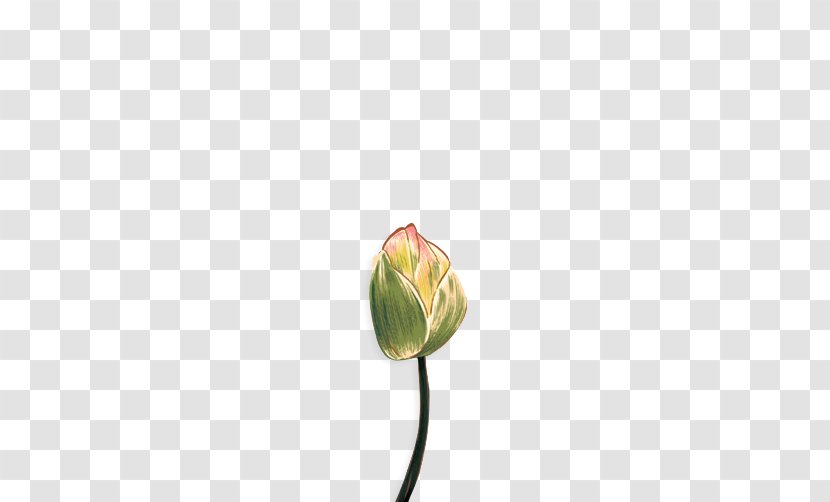 Tulip Cut Flowers Bud Plant Stem Yellow - Hand-painted Lotus Transparent PNG