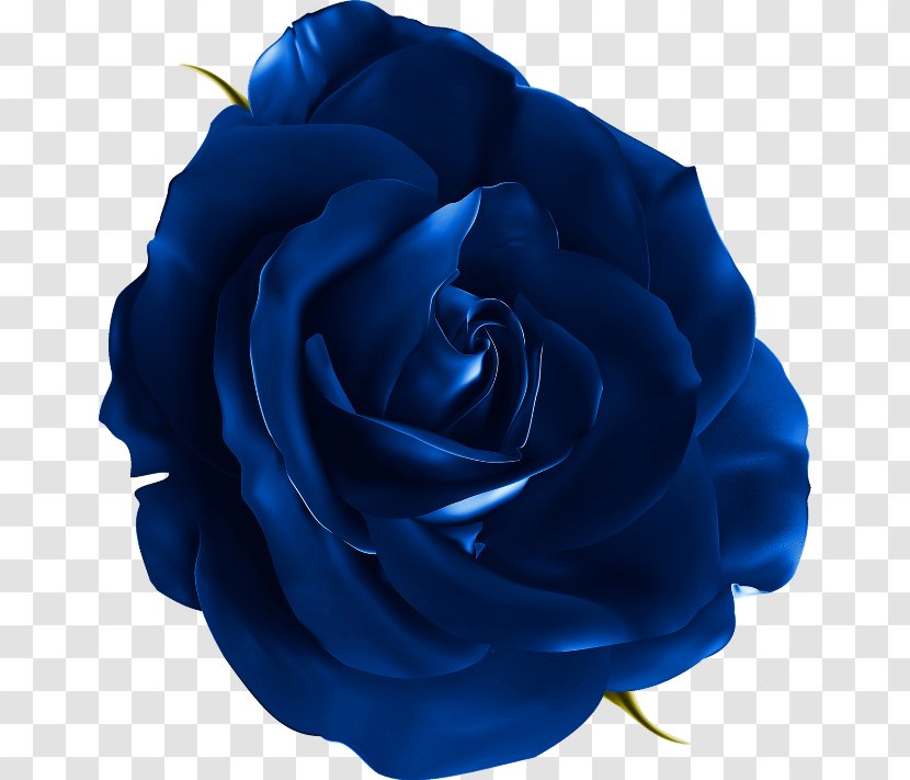 Blue Rose Flower Clip Art - Red - Realistic Flowers Transparent PNG