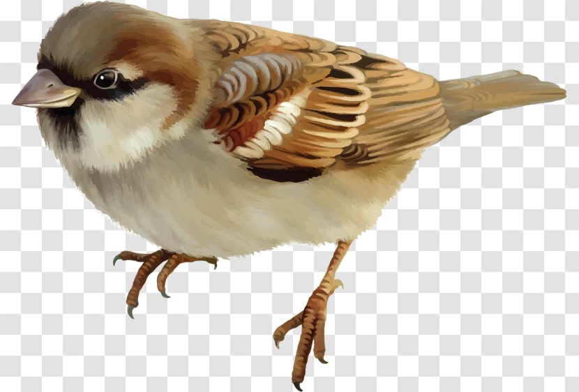 House Sparrow Bird Stock Photography - Fauna Transparent PNG