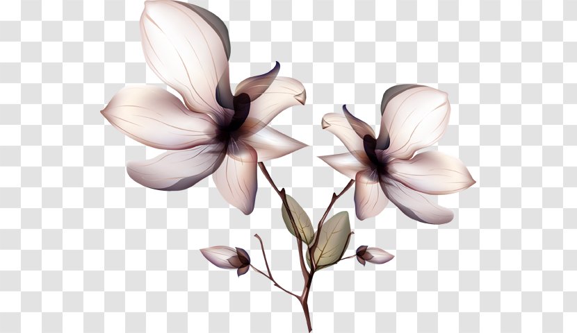 Orchids Flower - Magnolia Transparent PNG