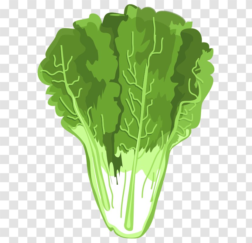 Spring Greens Celtuce Romaine Lettuce Vegetable Napa Cabbage - Food - Vegetables,Chinese Transparent PNG