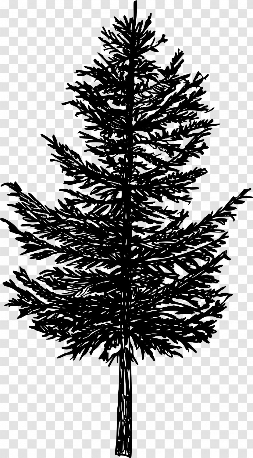 Spruce Image Clip Art Silhouette - Sitka - Pine Transparent PNG