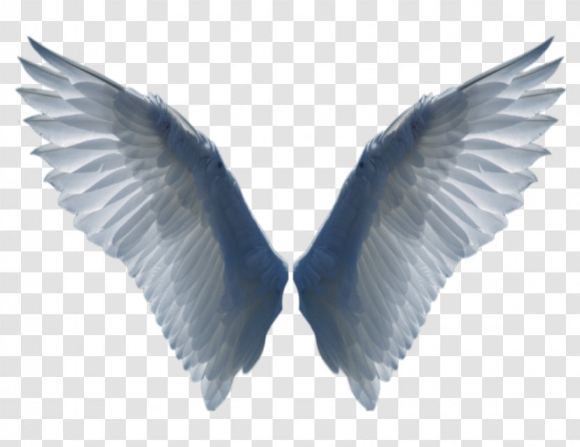 Desktop Wallpaper Bird Wing Clip Art - Angel Transparent PNG