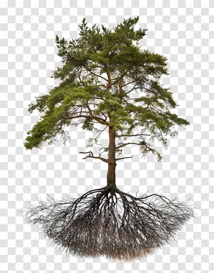 Explorations In Post-Secular Metaphysics Secularism Religion Political Philosophy - Tree - Pine Roots Transparent PNG
