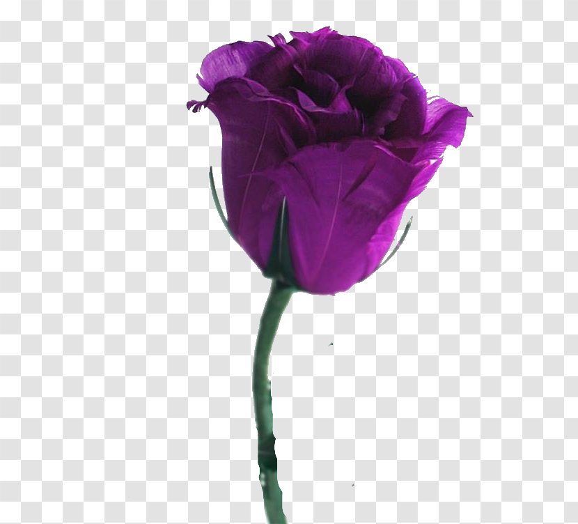 Desktop Wallpaper Rose Flower Violet Purple - Rosa Centifolia Transparent PNG