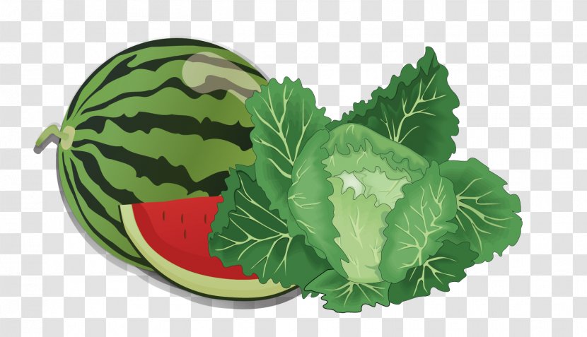 Fruit Vegetable Clip Art - Dried - Vector Watermelon And Cabbage Transparent PNG