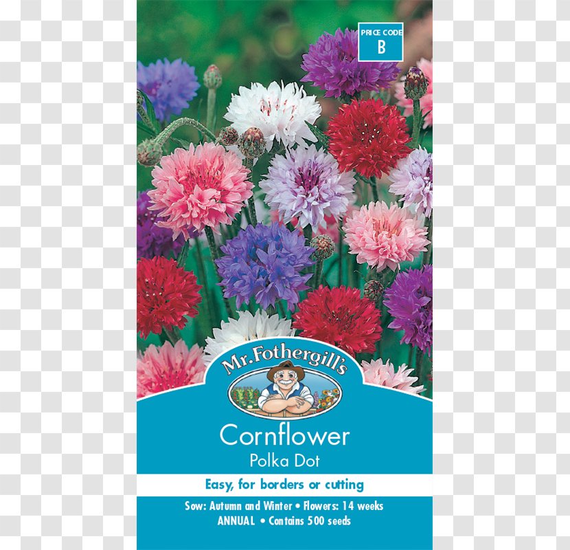 Cornflower Blue Seed White - Dahlia - Flower Transparent PNG