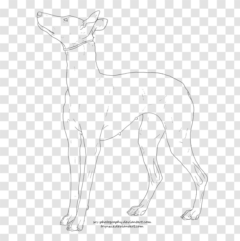 Dog Breed Ibizan Hound Italian Greyhound Whippet Pharaoh - Drawing Transparent PNG