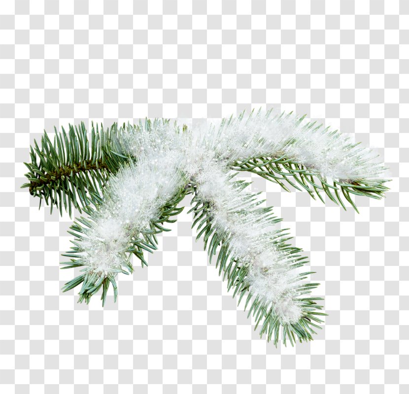 Spruce Christmas Ornament Pine Twig Author - Snow Falling Free Psd Transparent PNG