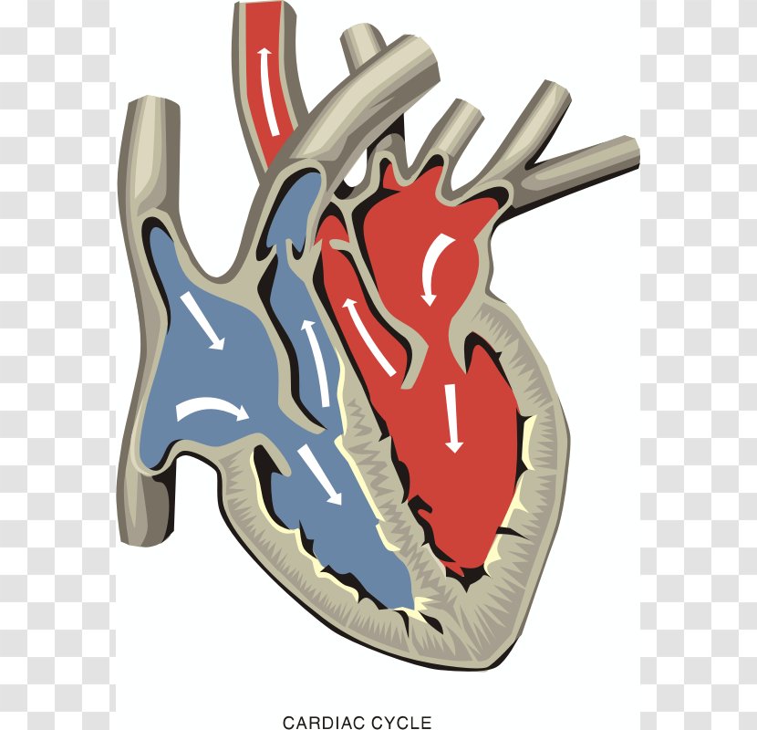 Pulmonary Artery Ventricle Heart Valve Atrium - Frame - Blood Transparent PNG