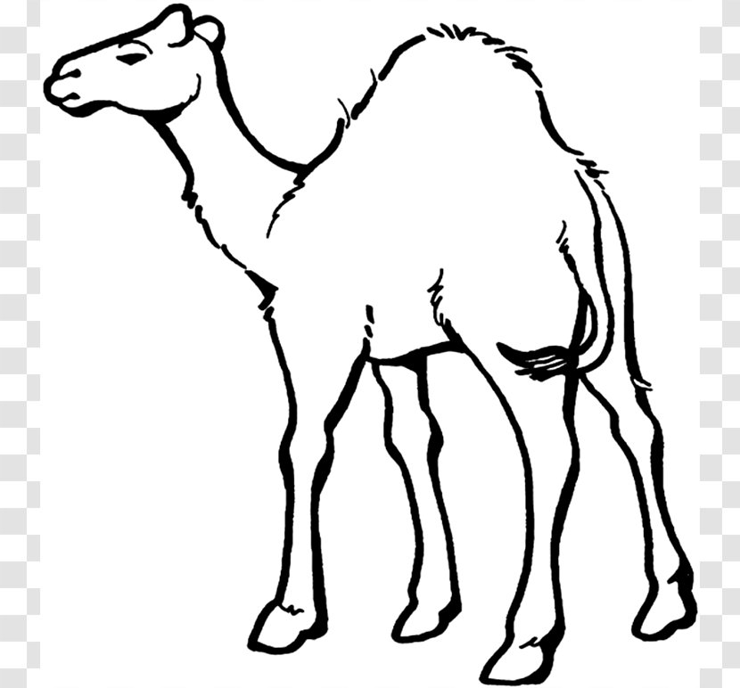 Dromedary Bactrian Camel Coloring Book Child Train - Neck - Pictures To Print Transparent PNG