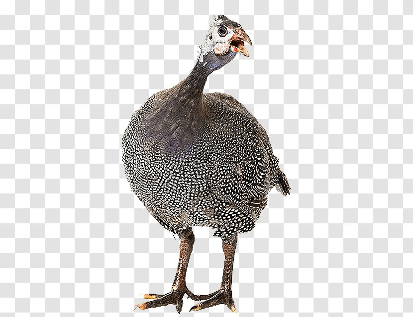 Domestic Guineafowl Stock Photography Royalty-free Image - Fotolia - Keeping Guinea Fowl Transparent PNG