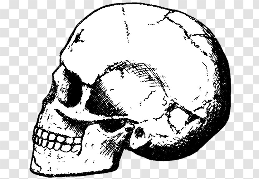 Skhul And Qafzeh Hominins Prehistory Early Human Migrations Homo Sapiens Skull - Watercolor Transparent PNG