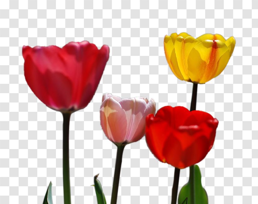 Tulip Petal Flower - Material Transparent PNG