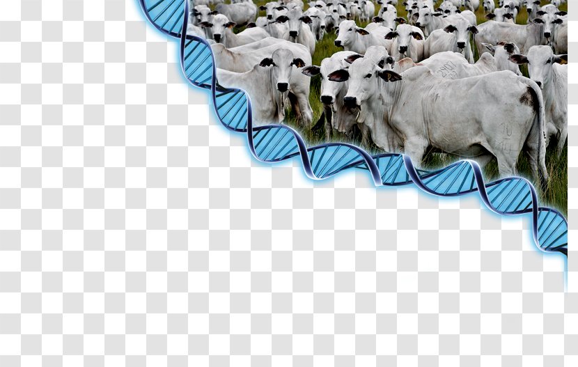 Sheep Cattle Goat Dog Breed - Herd Transparent PNG