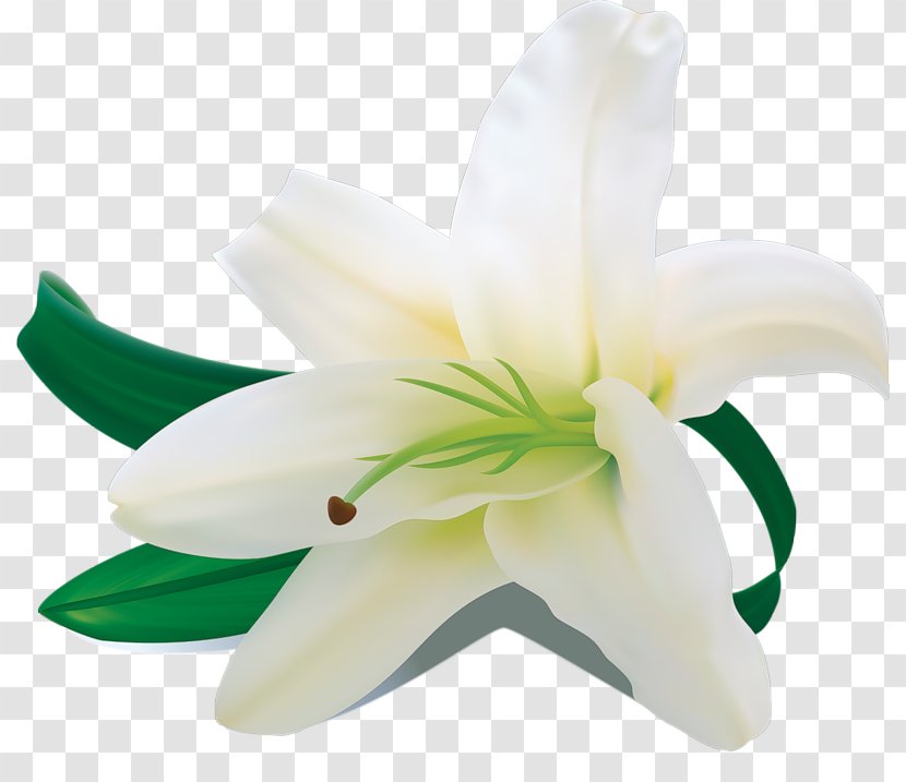 Words From The Heart White Madonna Lily Flower - Flowering Plant Transparent PNG