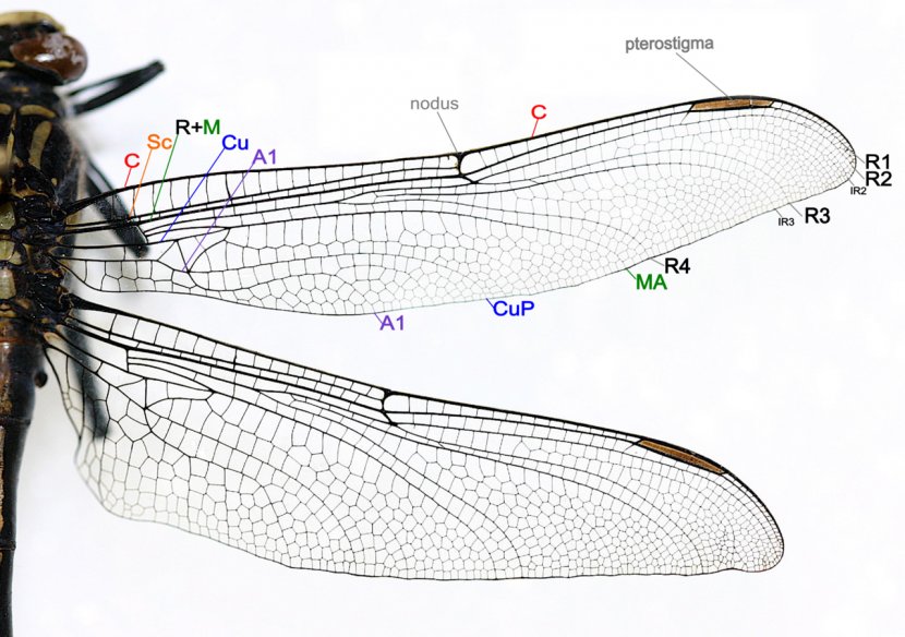 Dragonfly Insect Wing Damselfly Drawing - Invertebrate Transparent PNG