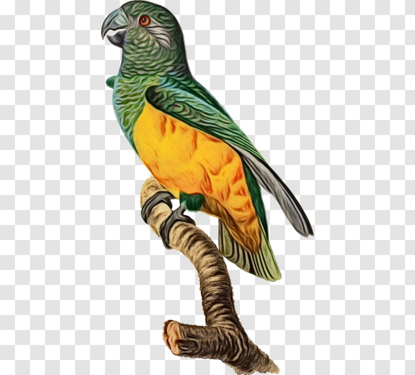 Bird Beak Animal Figure Parrot Figurine - Parakeet - Tail Cuculiformes Transparent PNG