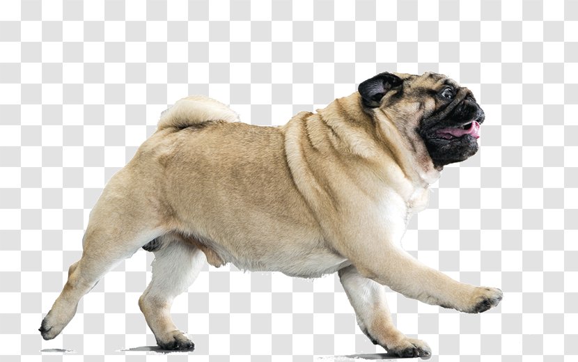 Your Pug Dog Breed Companion Puppy - Vertebrate Transparent PNG