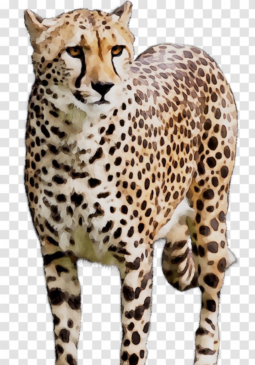 Cheetah Wildcat Whiskers Terrestrial Animal - Mammal Transparent PNG