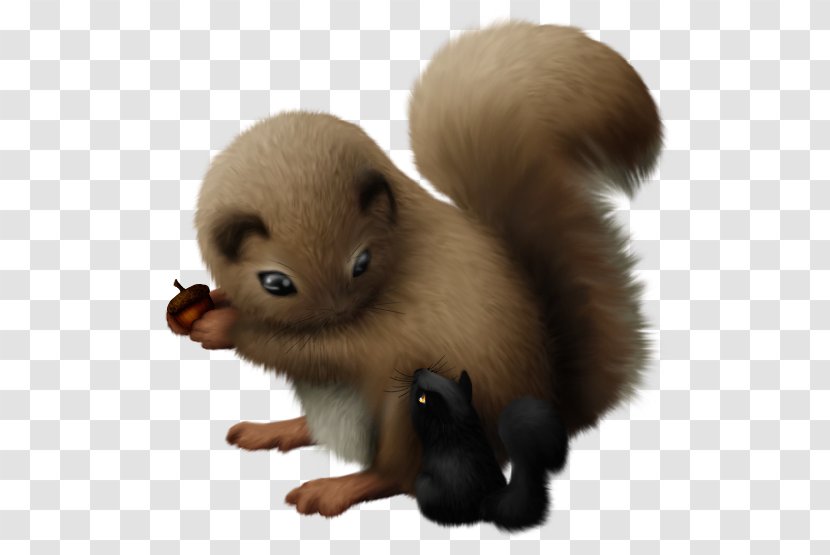 Rodent Fauna Fur Snout - Squirrel Drawing Transparent PNG