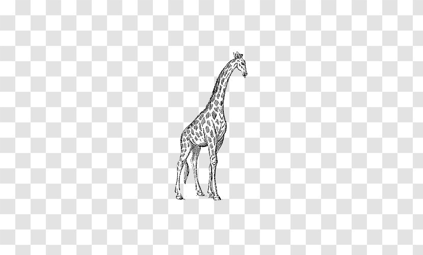 The White Giraffe Black And Manor Clip Art - Fauna - Hand Painted Transparent PNG
