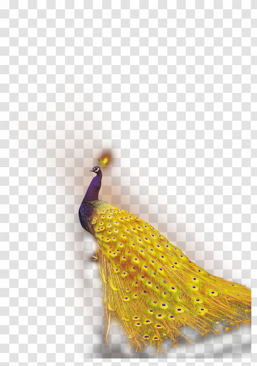 Peafowl Download - Beak - Golden Peacock Transparent PNG