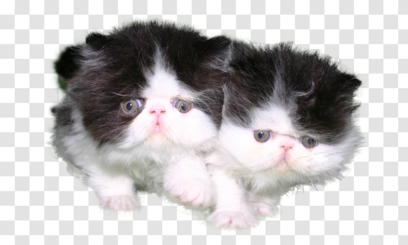 Kitten Persian Cat Norwegian Forest Ragamuffin Exotic Shorthair - Minuet Transparent PNG